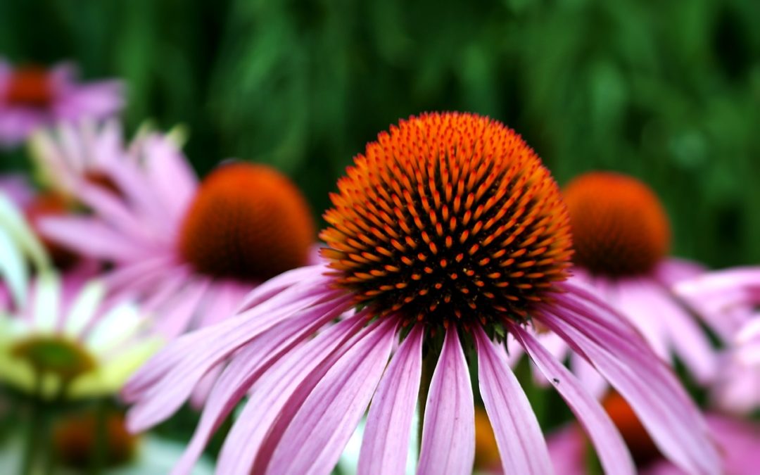 Echinacea and Immunity